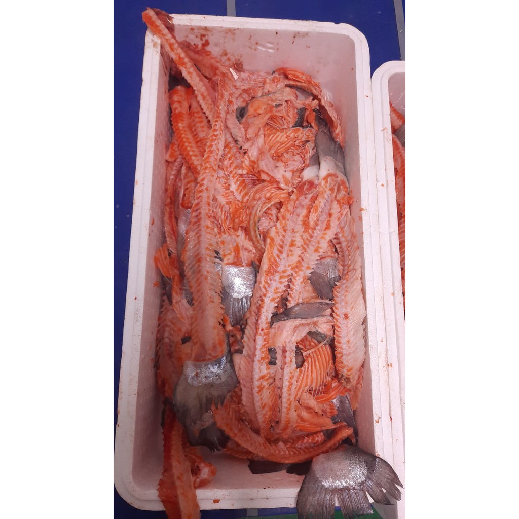 Salmon Scrape / ikan Salmon trout norway Fresh Kerokan /TETELAN SALMON