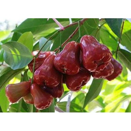 ibr Bibit jambu demak super