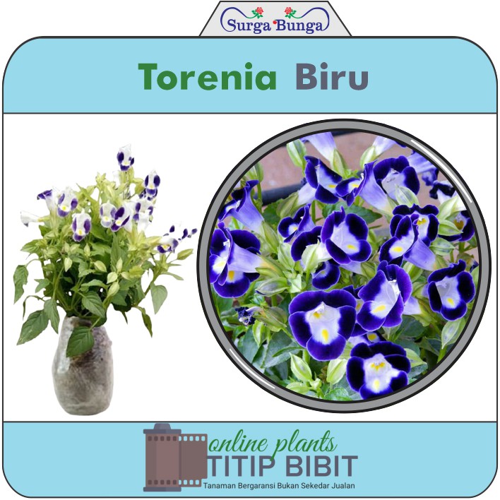 Bibit Bunga Torenia (Mata Kucing) Deep Blue