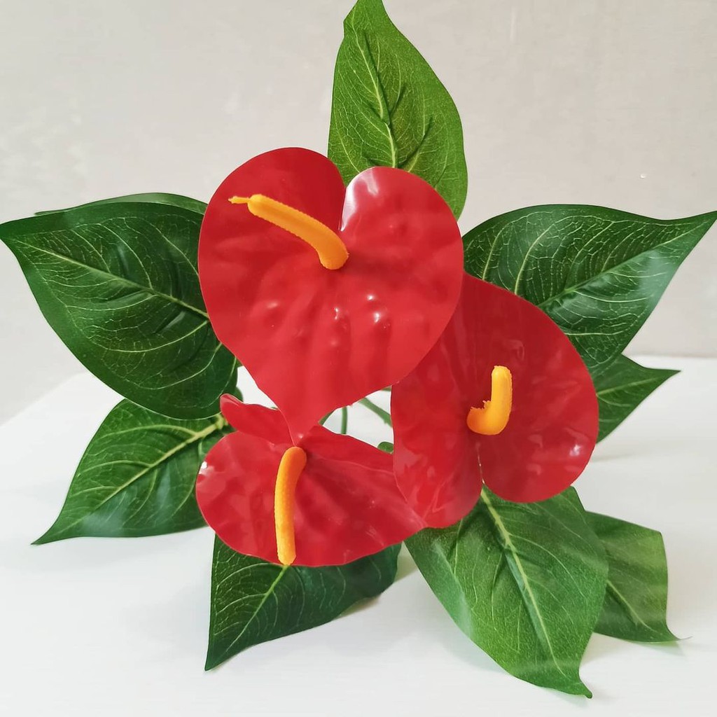 Tanaman Anthurium 3K