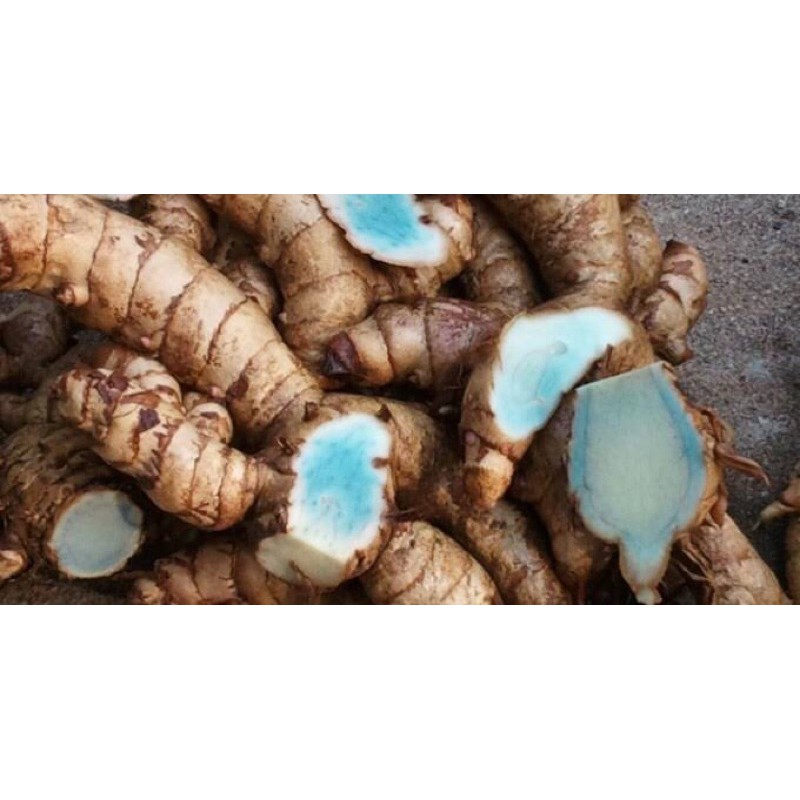 

Kunyit Hitam Organik 100g