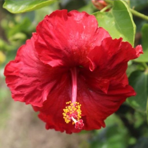 bibit tanaman hias bunga hibiscus kembang sepatu jumbo merah mengkilap