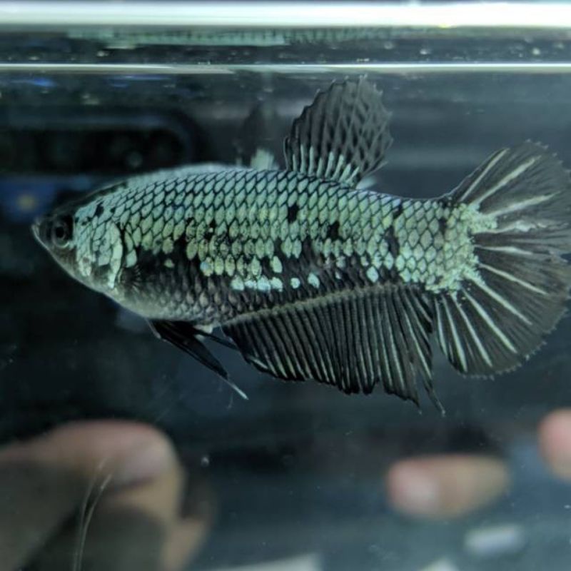 cupang black samurai' betina