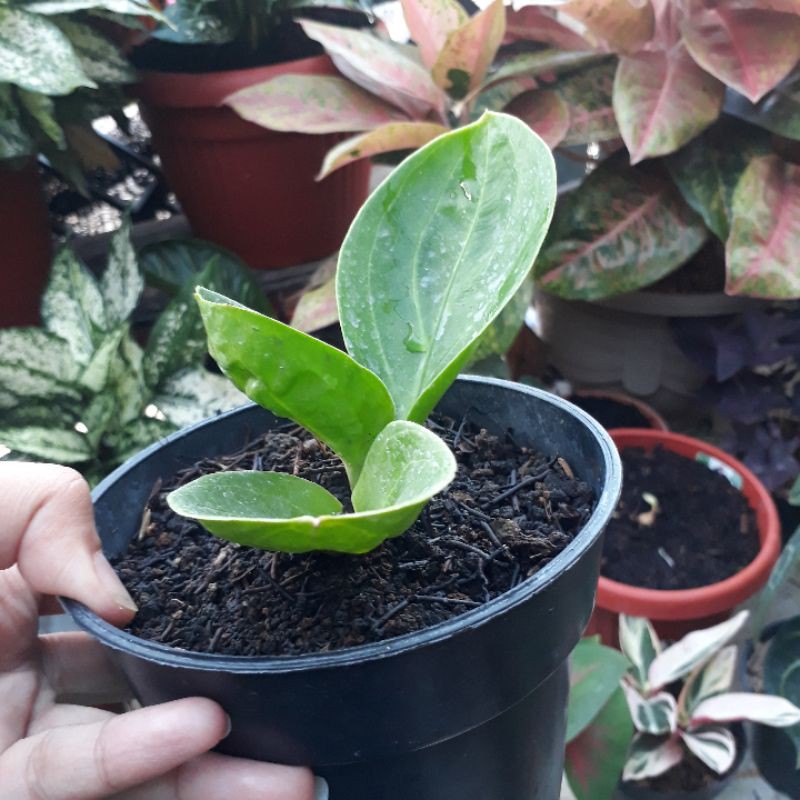 Jemani Mangkok rasputin