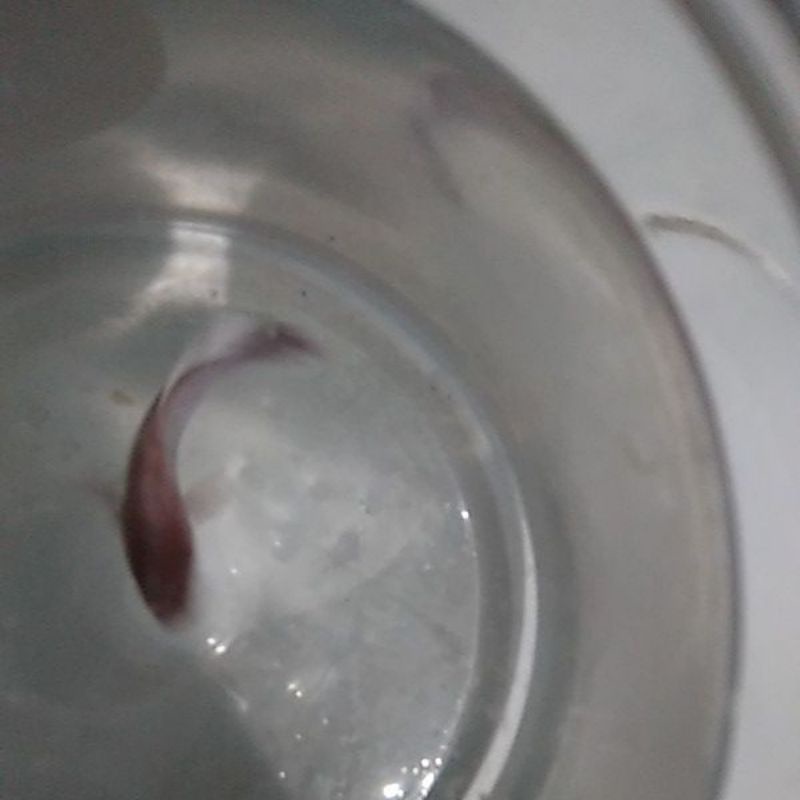ikan cupang merah putih