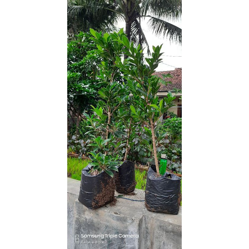 TANAMAN HIAS BAHAN BONSAI BERINGIN ELEGAN