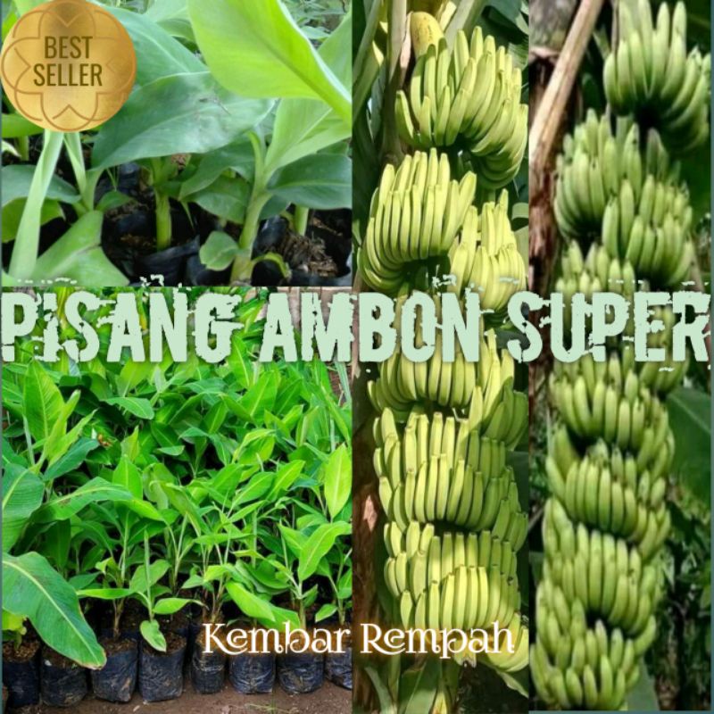 Bibit pisang ambon super