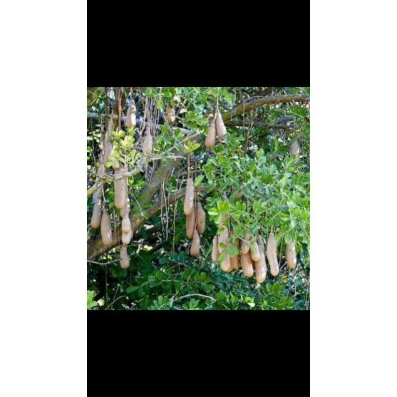 

Biji Pohon Sosis / Kigelia Africana