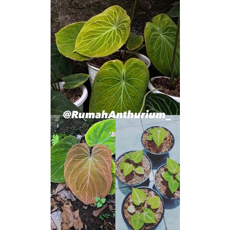 Anthurium king of spades golden - Bibit Anthurium King of spades Golden