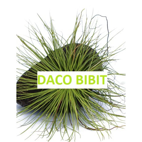 TANAMAN TILLANDSIA 6