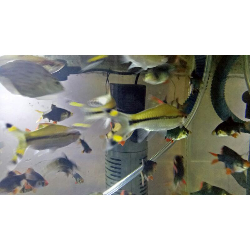 

ikan Puntius Denisonii