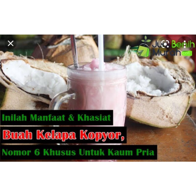 

COD - Kelapa Kopyor unggulan