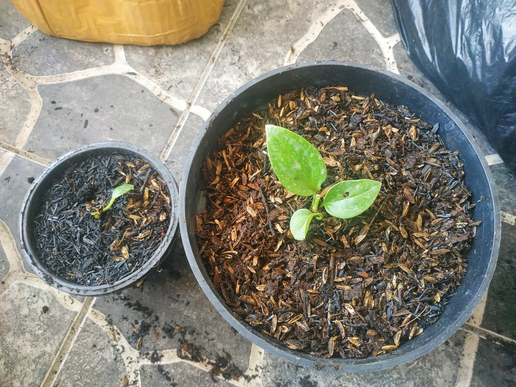 Bibit Anturium Jemani Mangkok Tornado