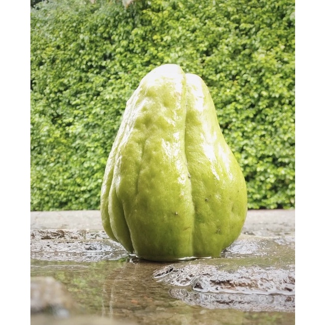 

labu siang besar per pcs