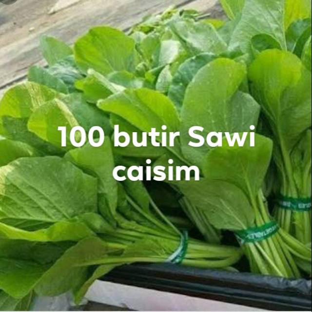 

150 lebih butir sawi caisim repack rajawali