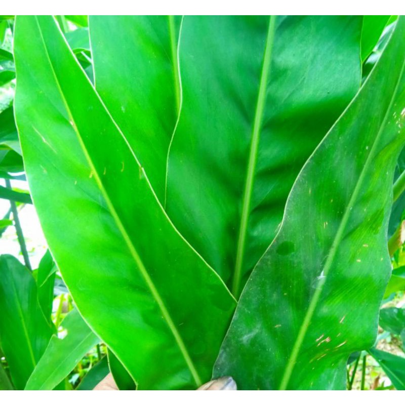 

daun lengkuas segar / 200 gram