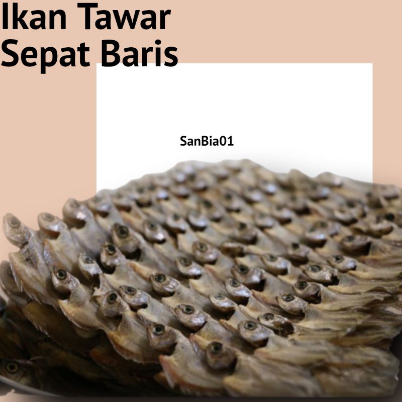 

Ikan Sepat Tawar Sungai Sepat Baris Sepat Baris