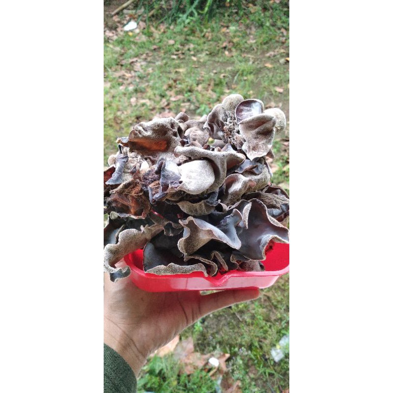 

Jamur Kuping Kering