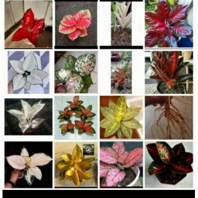 paket spesial 15 bibit bonggol aglonema murah