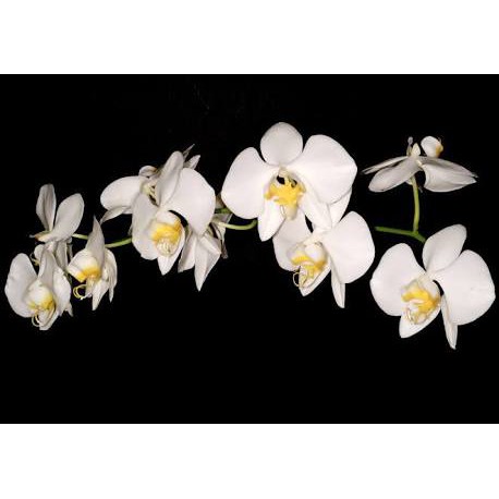 anggrek bulan phalaenopsis amabilis dewasa putih