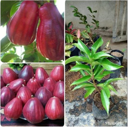 

Bibit jambu air jamaika