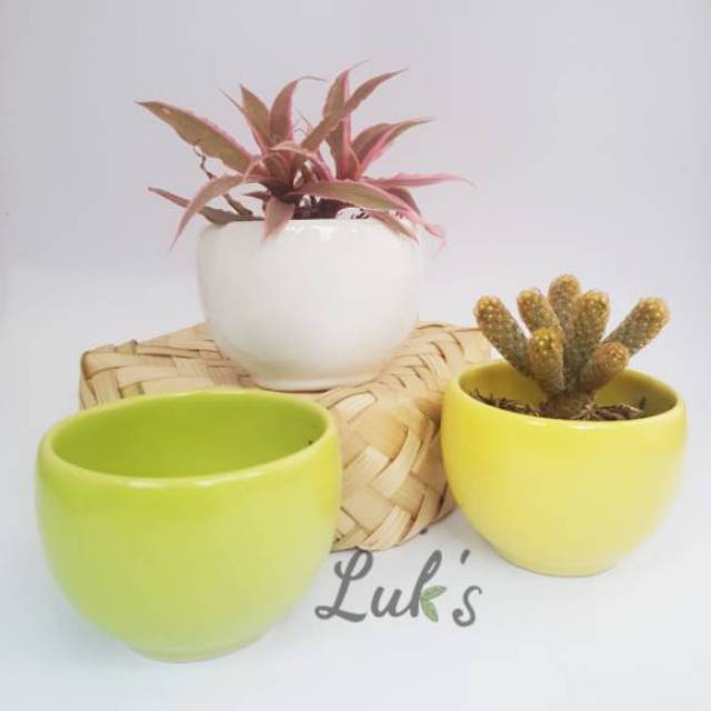  Pot  keramik  mini pot  tanaman kaktus  sukulen jewel 