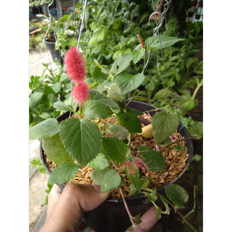 tanaman hias ekor kucing tanaman hias ulat bulu