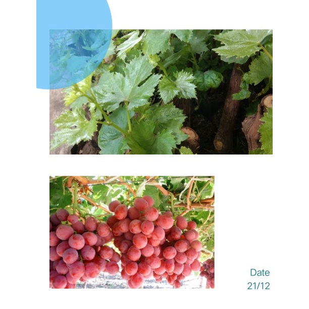 bibit anggur merah buah jumbo