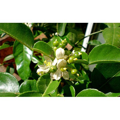 Kaffir Lime Leaf Essential Oil 100 ml Minyak Atsiri Jeruk Purut Murni Citrus hystrix