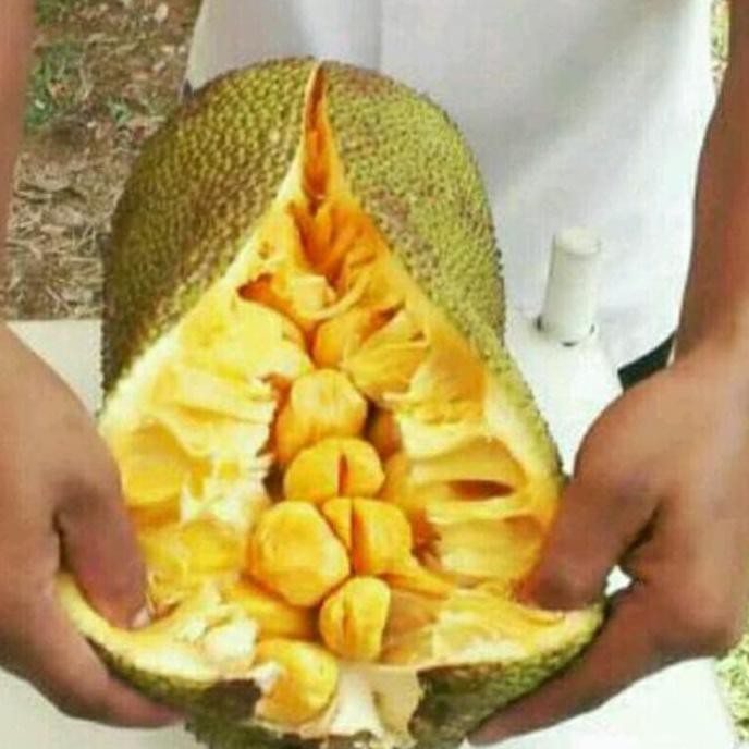 BIBIT TANAMAN VIOLCES BIRU *_@