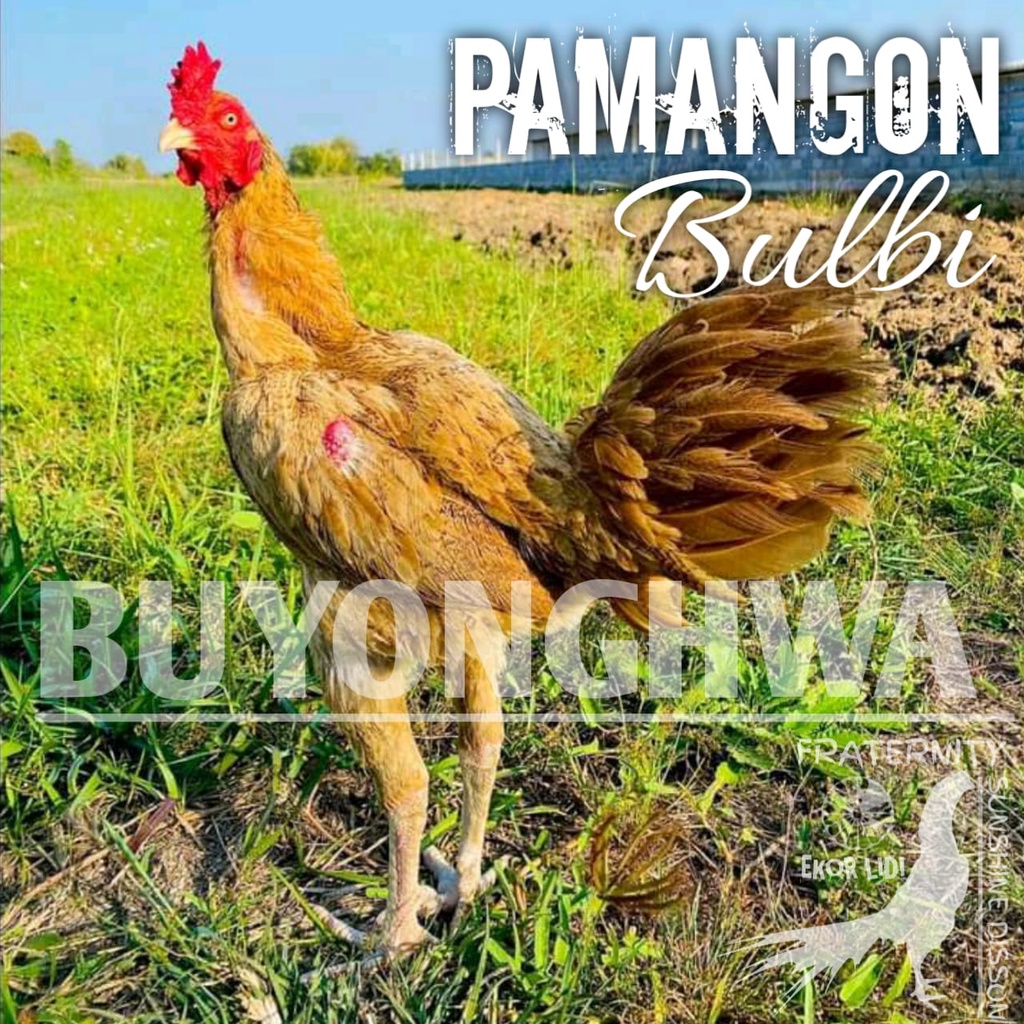 ayam pama ninja ori telur fertil