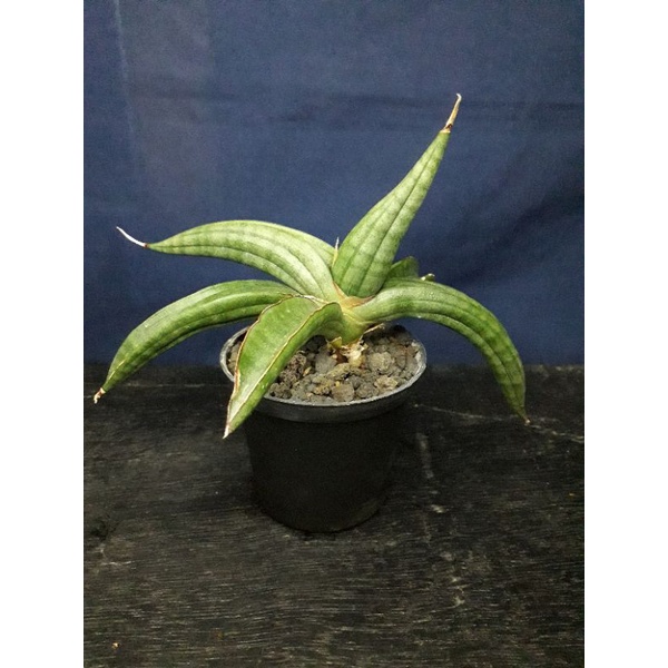 sansevieria patens