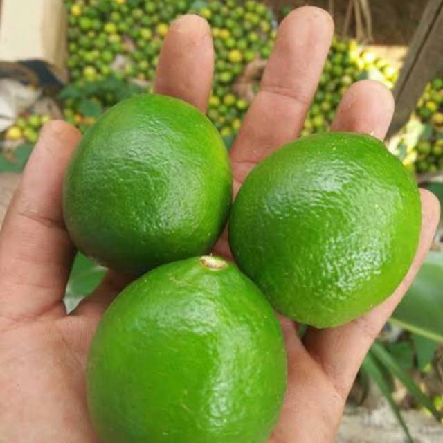 

Jeruk Nipis Lime Fresh [ 250gr-1kg ] Buah Jeruk Nipis Segar - Sayur Jeruk Nipis Segar - Fresh Lime Fruit Vegetable