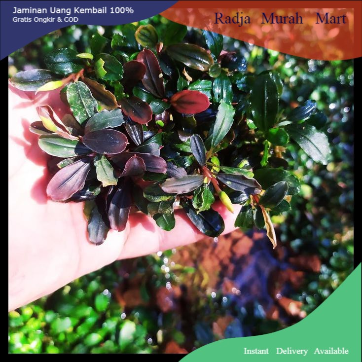 

Bucephalandra Brownie Series Per Clump