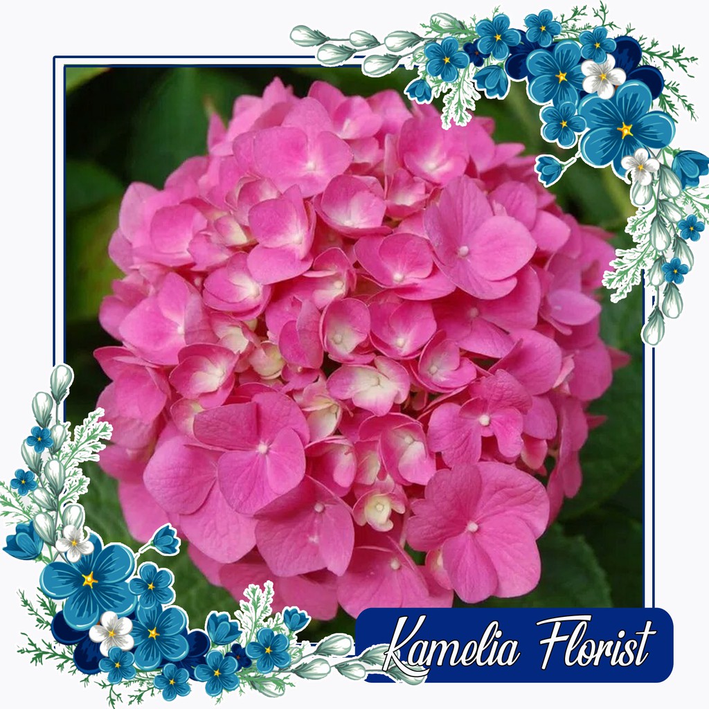 Bunga Hortensia Sudah Berbunga/ Pancawarna / Hydrangea