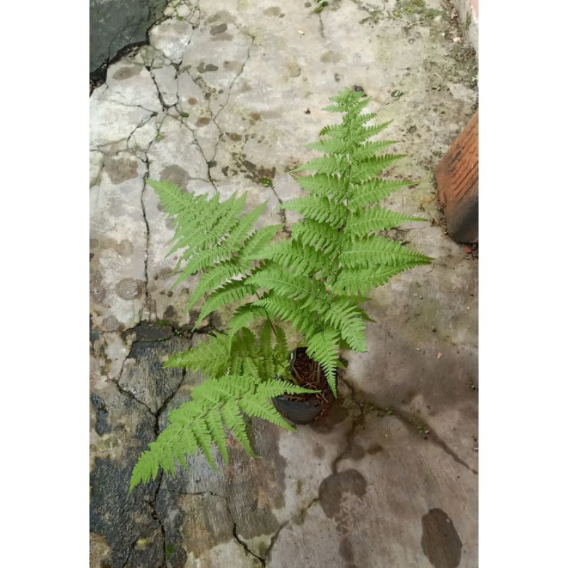 Tanaman hias pakis haji,Tanaman paku