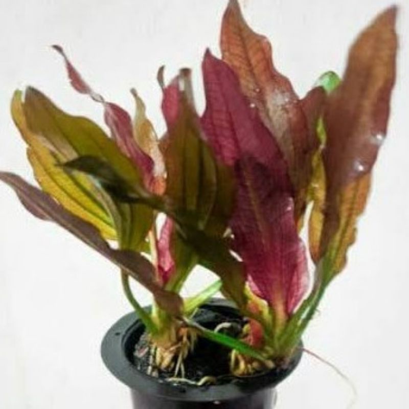 Echinodorus red special Aquascape hiasan akuarium