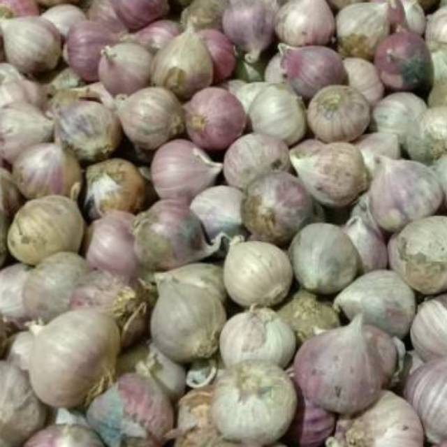 

Bawang putih tunggal/lanang sedang 1kg impor#