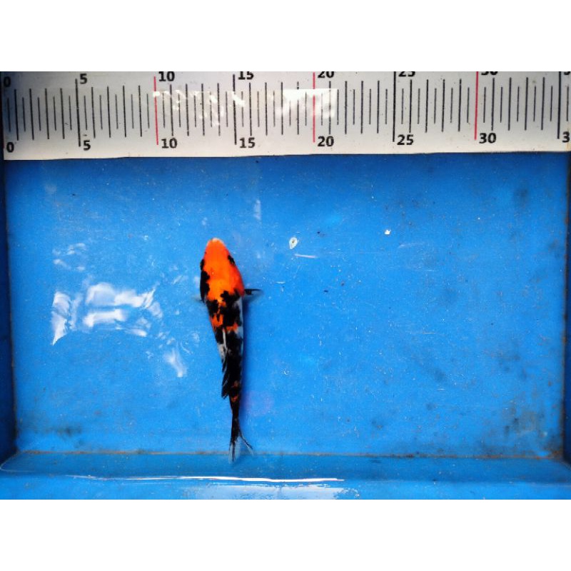 Ikan Koi Showa sanshoku size 15cm