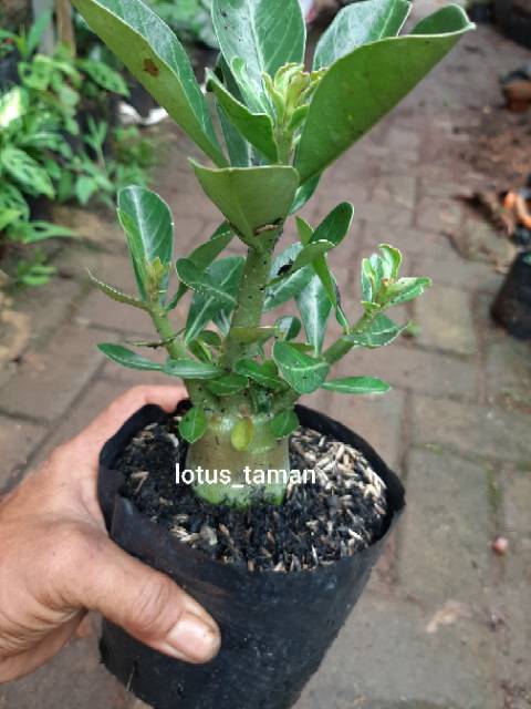POHON BONSAI ADENIUM ARABICUM OBESUM-bibit tanaman bonsai adenium obesum-1