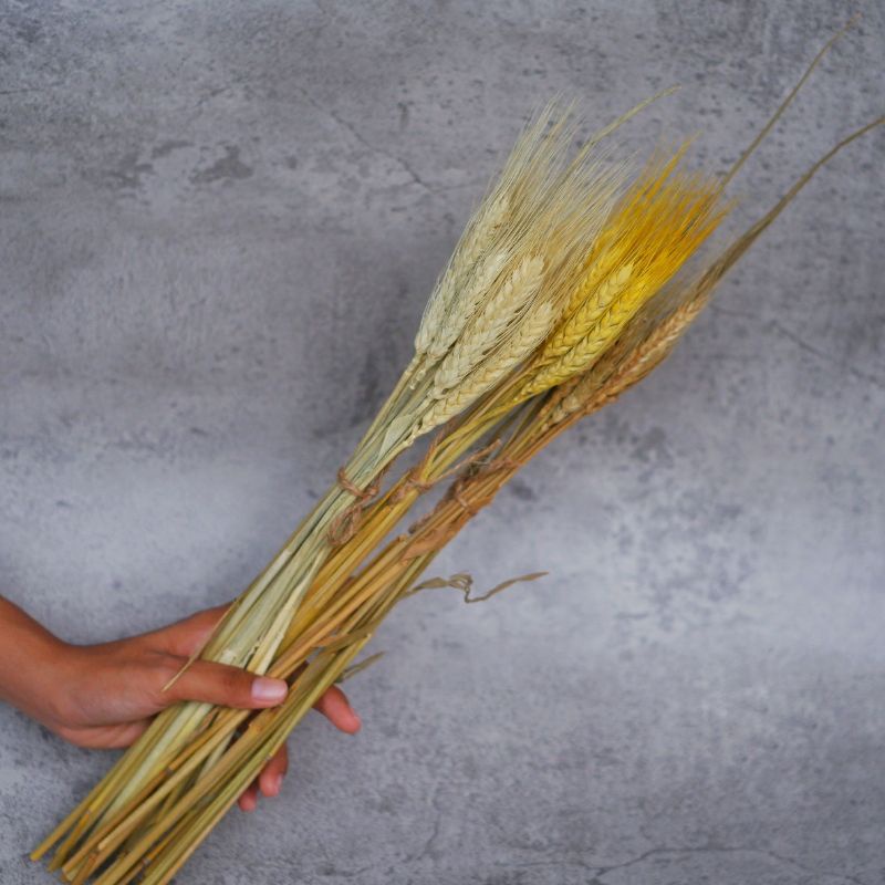 (5 pcs) Bunga kering  Gandum Padi  Color  Hias Dekorasi Rustic
