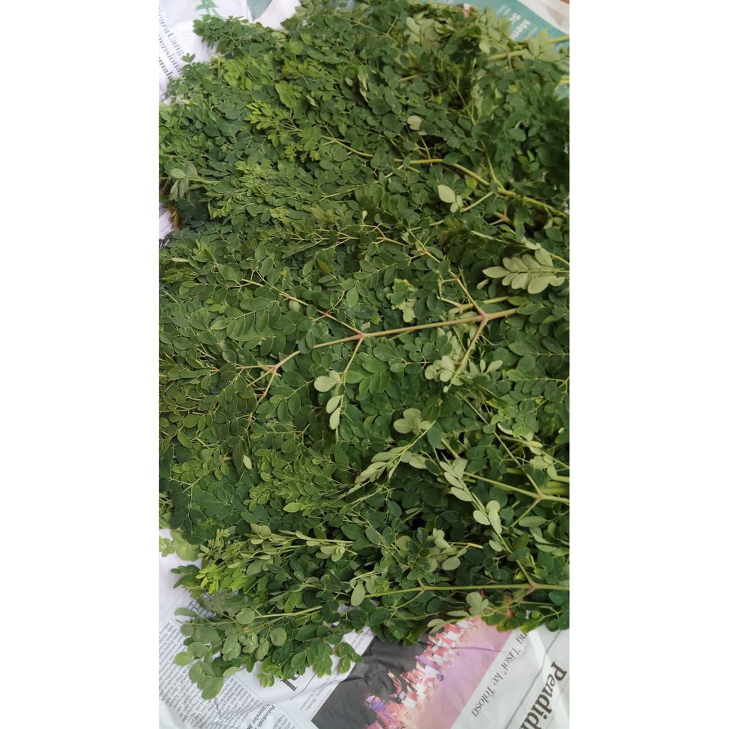 

GRATIS ONGKIR DAUN KELOR SEGAR !!!