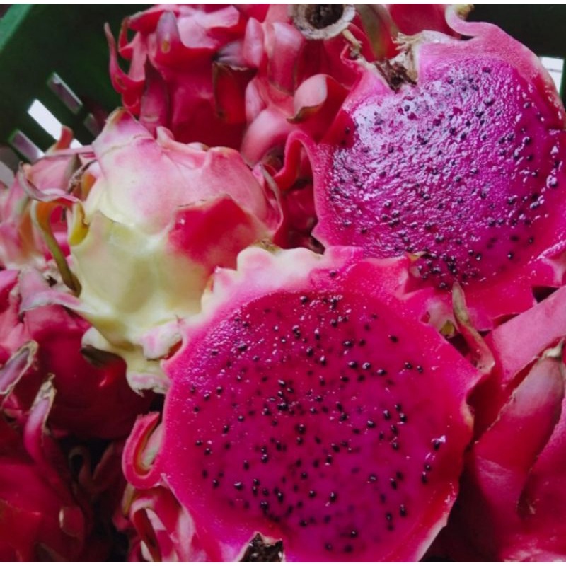

Buah naga fresh super asli sumbar /dragon fruit