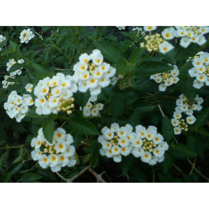 5 benih lantana putih benih