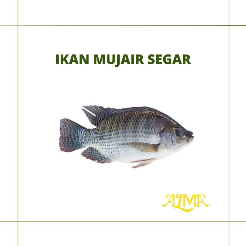 

Ikan Mujair Segar / Ikan fresh