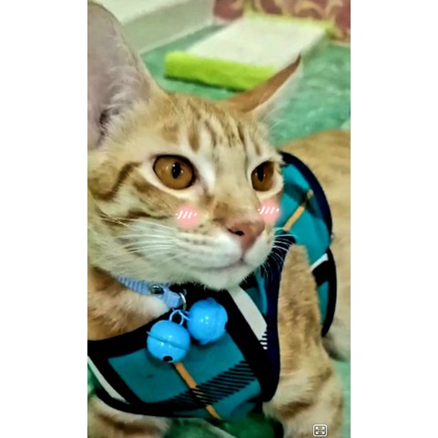 Kalung 2 lonceng murah bell premium collar simple cantik untuk kucing anjing kelinci musang