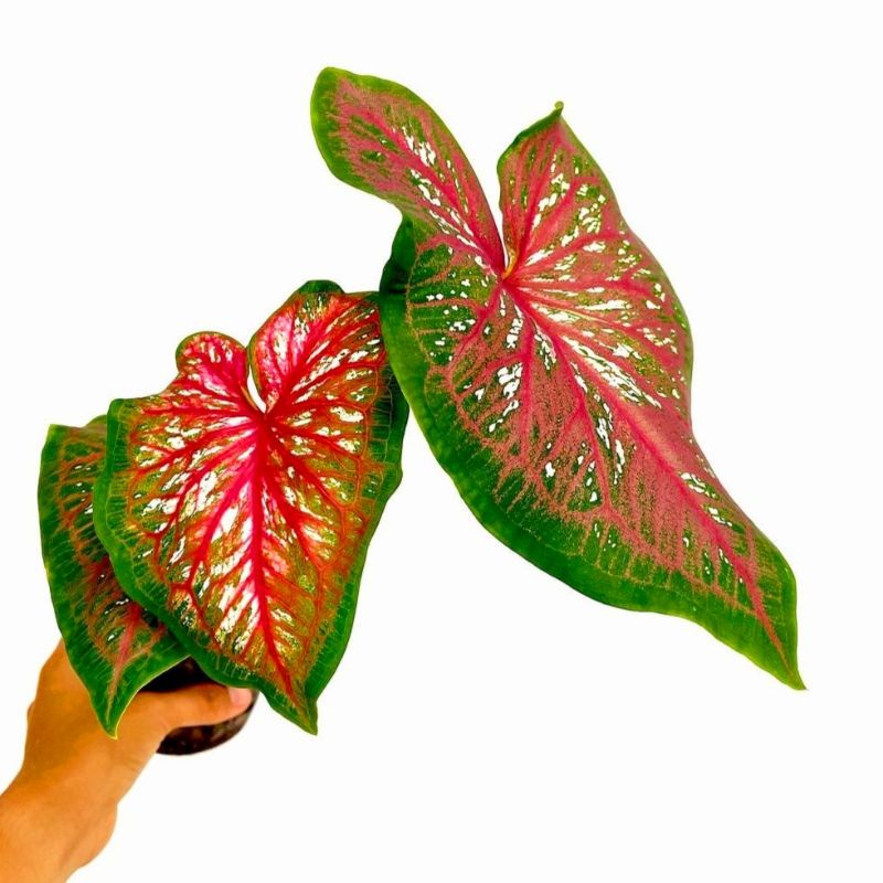 Caladium Worthon/ bunga keladi / tanaman hias keladi murah / tanaman keladi hidup / caladium thailan