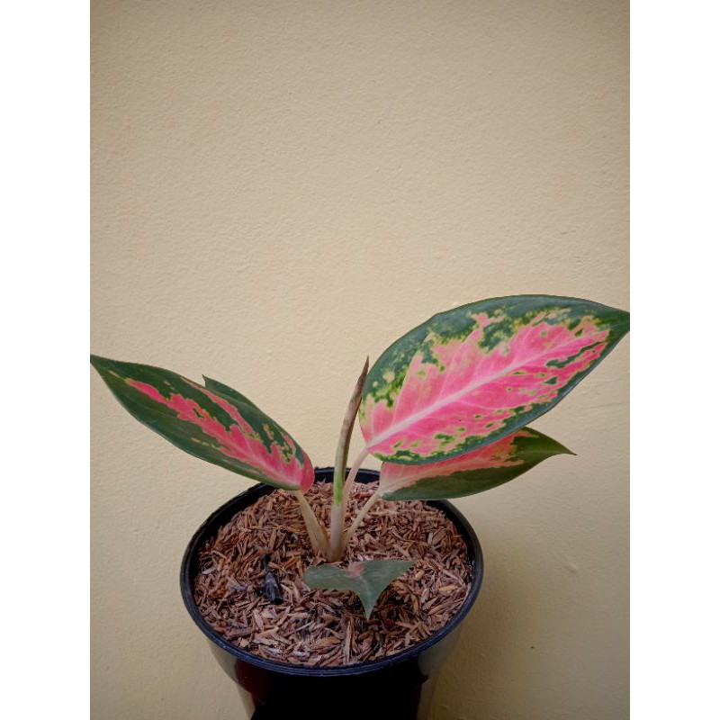 AGLAONEMA RED KOCHIN