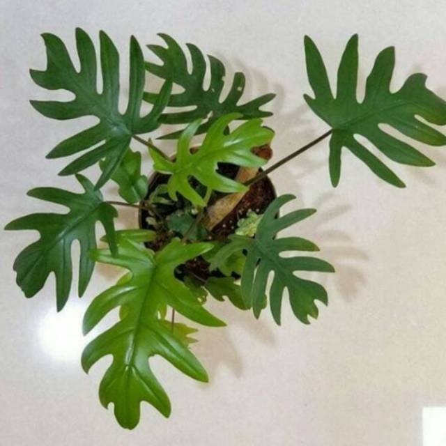 Tanaman hias philodendron mayoi - philo mayoi