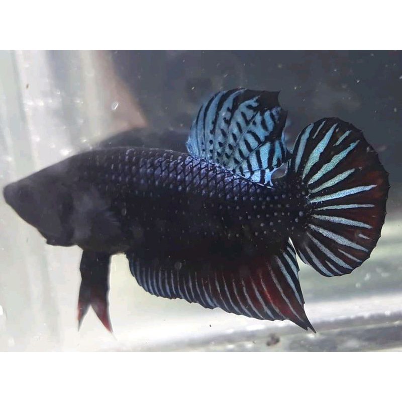 Ikan Cupang Aduan Sakai